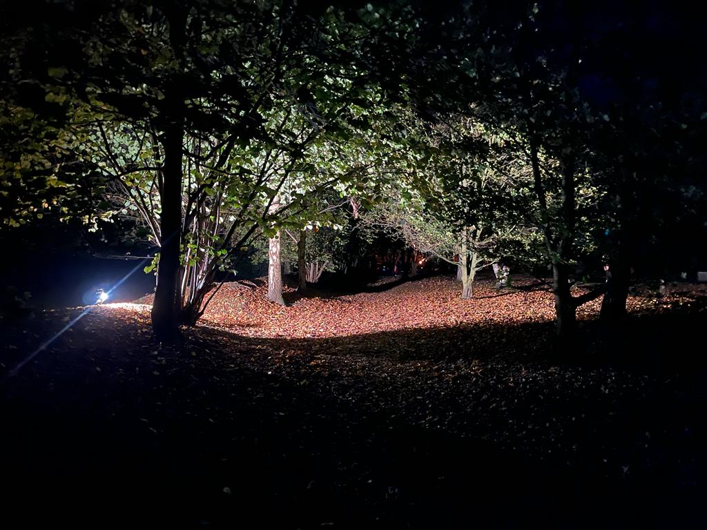 Tamarak at night looking between 2 rows of trees